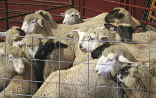 sheep waiting to be shorn
